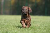 BRIARD 164